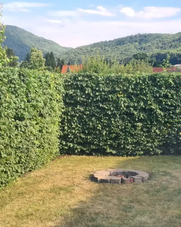 Upravený živý plot